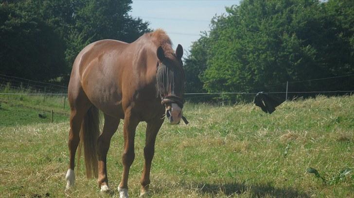 Calidos og jeg hygger lidt på springbanen;) - Hej mor... Skal jeg med ind nu? xD billede 1