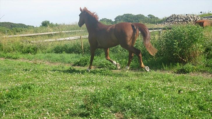 Calidos og jeg hygger lidt på springbanen;) billede 12