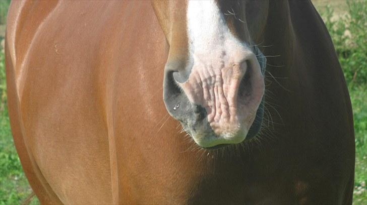 Calidos og jeg hygger lidt på springbanen;) billede 13