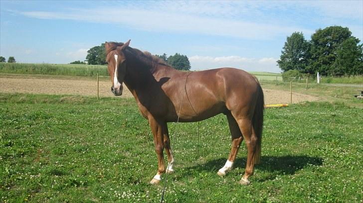 Calidos og jeg hygger lidt på springbanen;) billede 14