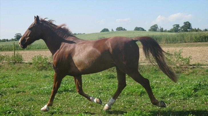 Calidos og jeg hygger lidt på springbanen;) billede 16