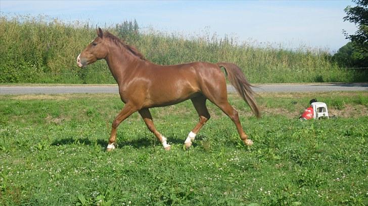 Calidos og jeg hygger lidt på springbanen;) billede 17