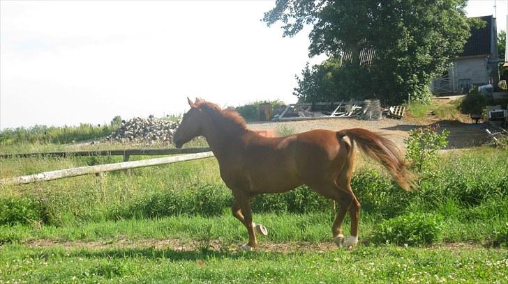 Calidos og jeg hygger lidt på springbanen;) billede 18