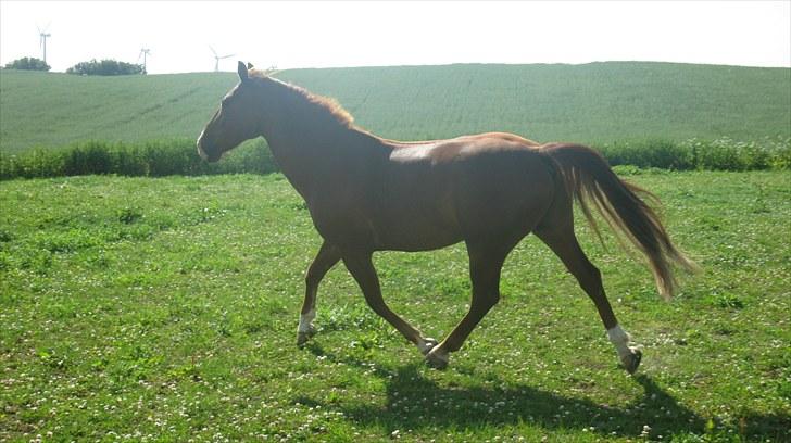 Calidos og jeg hygger lidt på springbanen;) billede 19