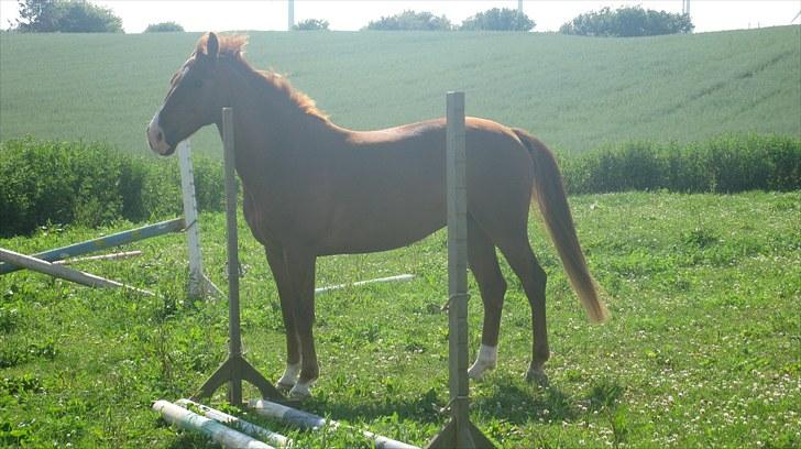 Calidos og jeg hygger lidt på springbanen;) billede 22