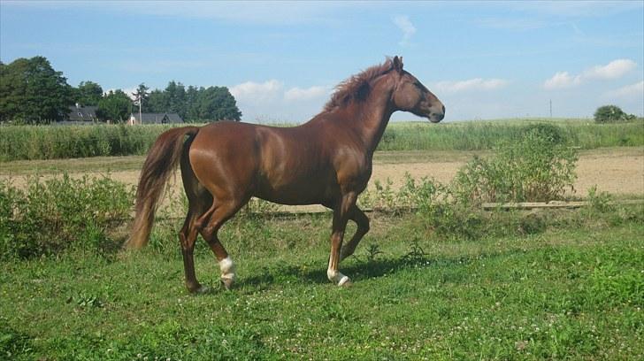 Calidos og jeg hygger lidt på springbanen;) billede 24