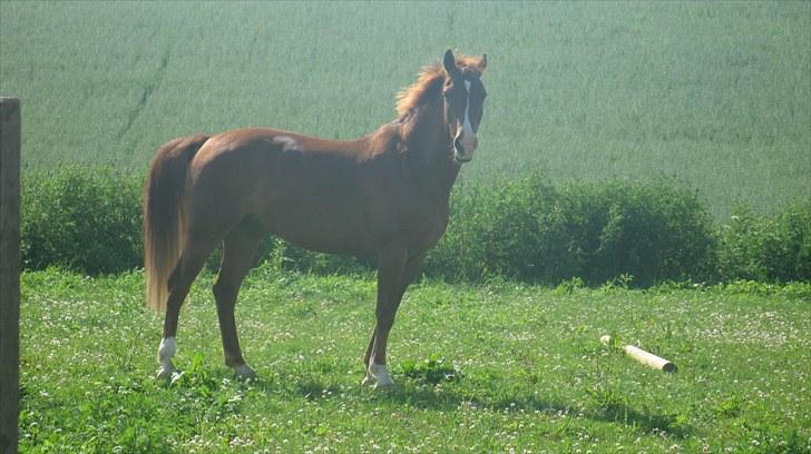 Calidos og jeg hygger lidt på springbanen;) - Jeg er hidsig! xD billede 26