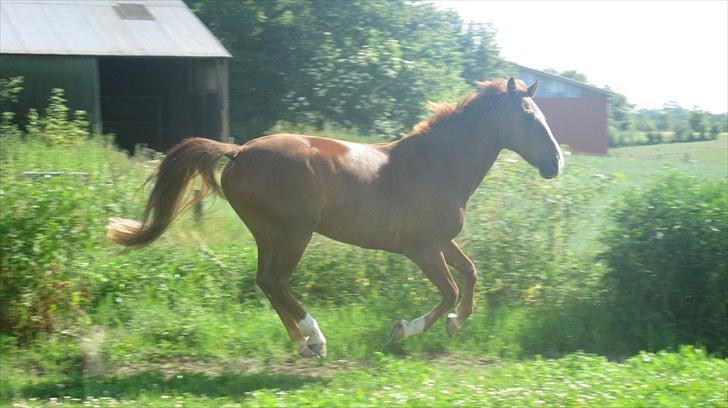 Calidos og jeg hygger lidt på springbanen;) - Skal vi ikk lege jordne er giftig? xD billede 27