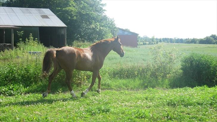 Calidos og jeg hygger lidt på springbanen;) billede 30