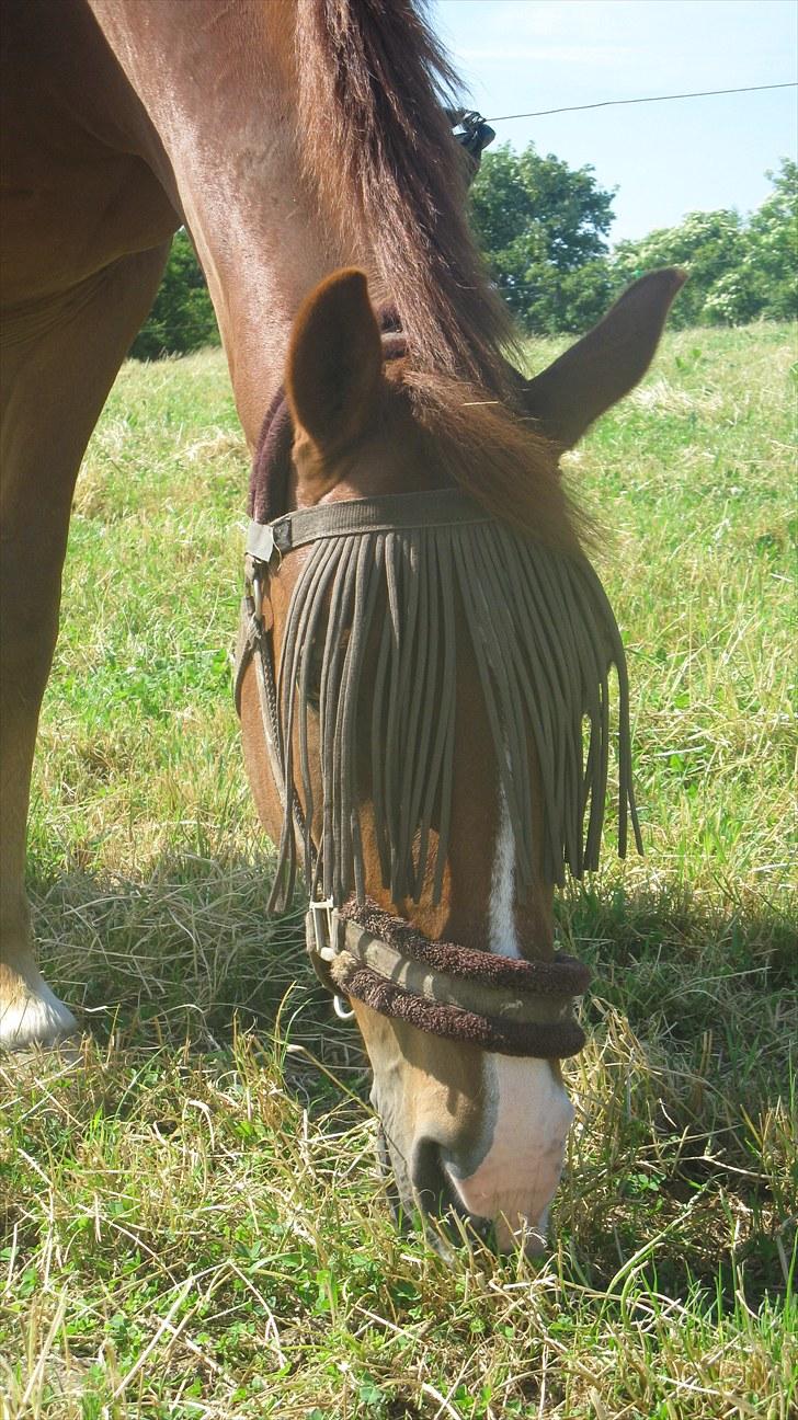 Calidos og jeg hygger lidt på springbanen;) billede 31