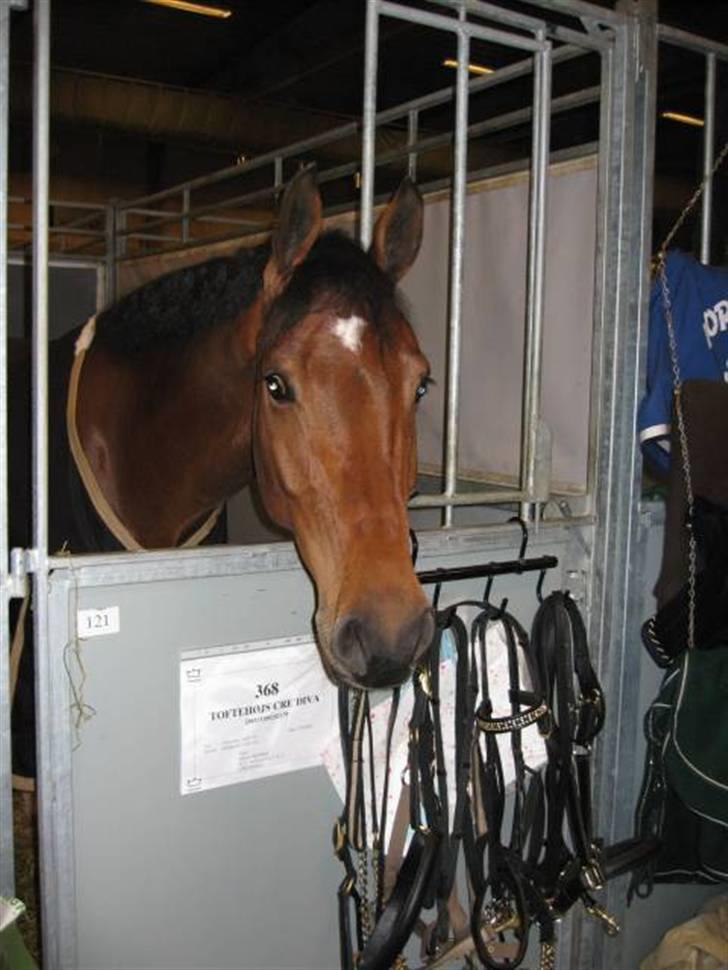 Optimal,toftehøjs cre'diva,romolus og lucky star - Crediva :) billede 7