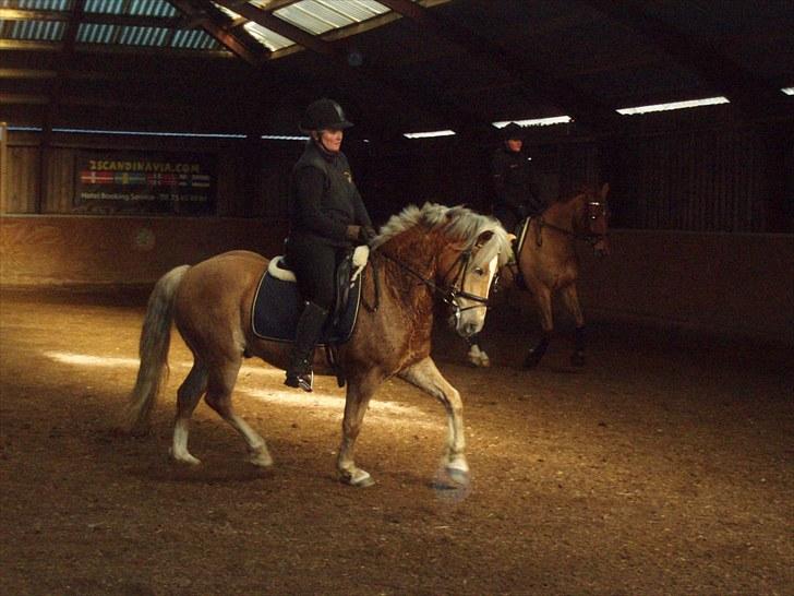 Haflinger Grey Star billede 1