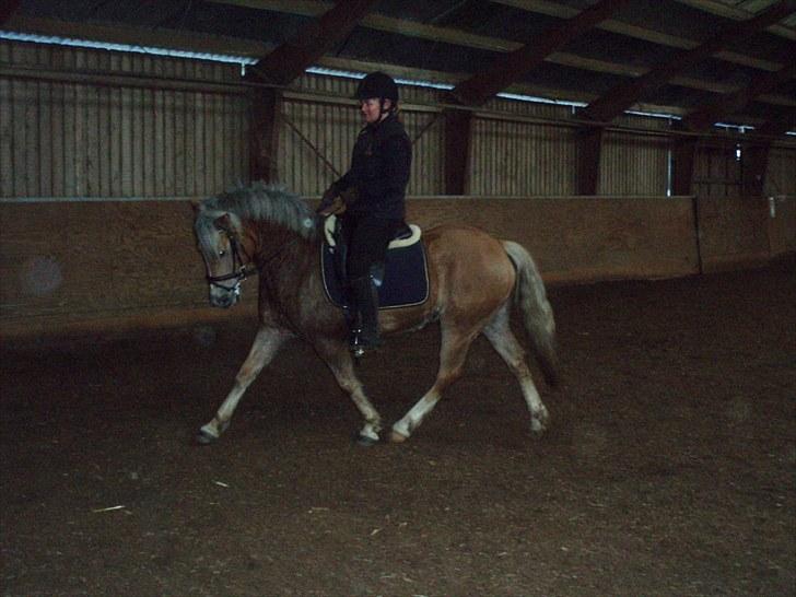 Haflinger Grey Star billede 2