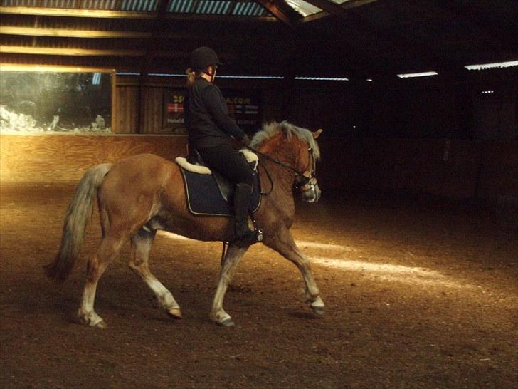 Haflinger Grey Star billede 3