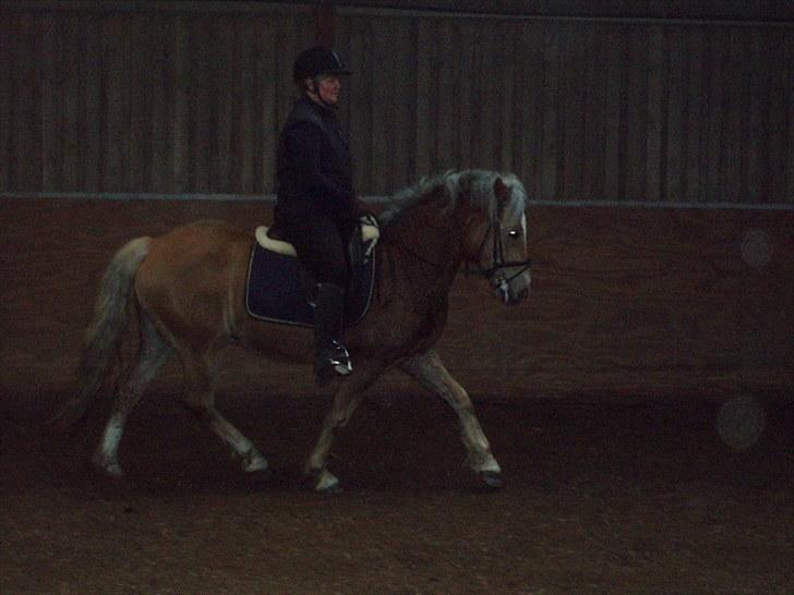 Haflinger Grey Star billede 4