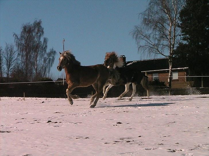 Haflinger Grey Star billede 5
