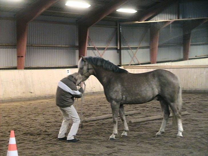 Haflinger Grey Star billede 6