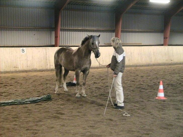 Haflinger Grey Star billede 7
