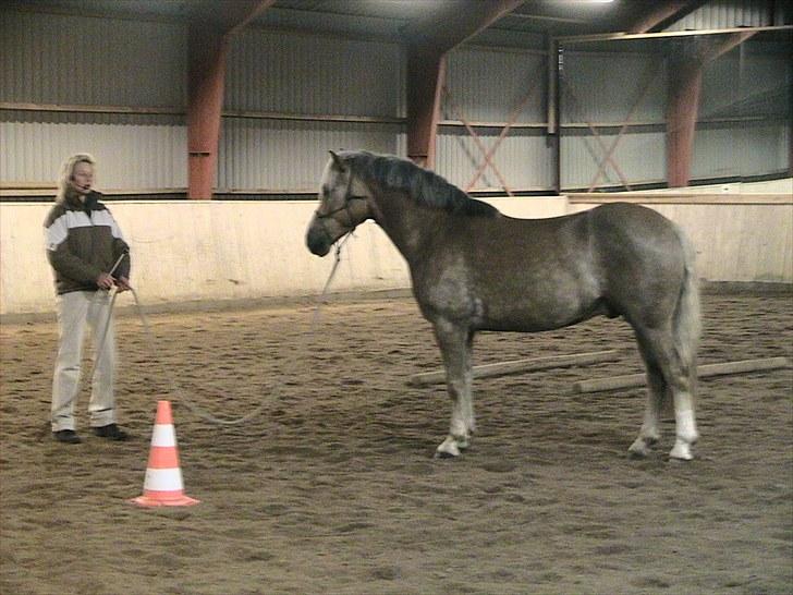 Haflinger Grey Star billede 8