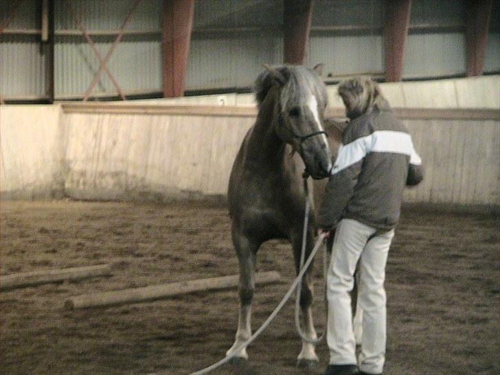 Haflinger Grey Star billede 9