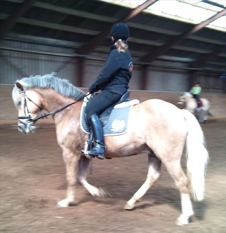 Haflinger Grey Star billede 11