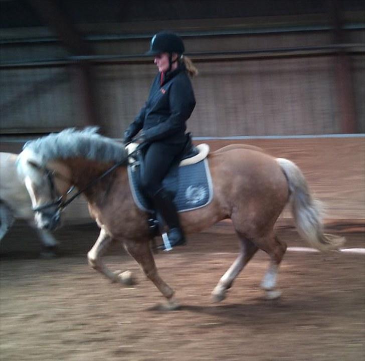 Haflinger Grey Star billede 12