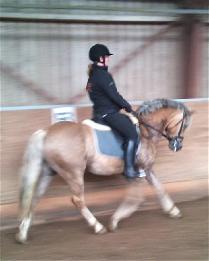 Haflinger Grey Star billede 13