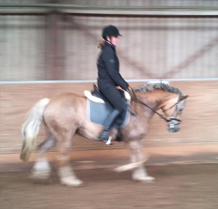 Haflinger Grey Star billede 14