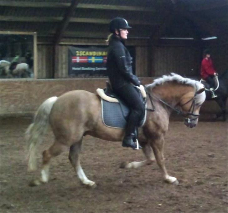 Haflinger Grey Star billede 15