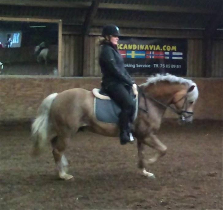 Haflinger Grey Star billede 16