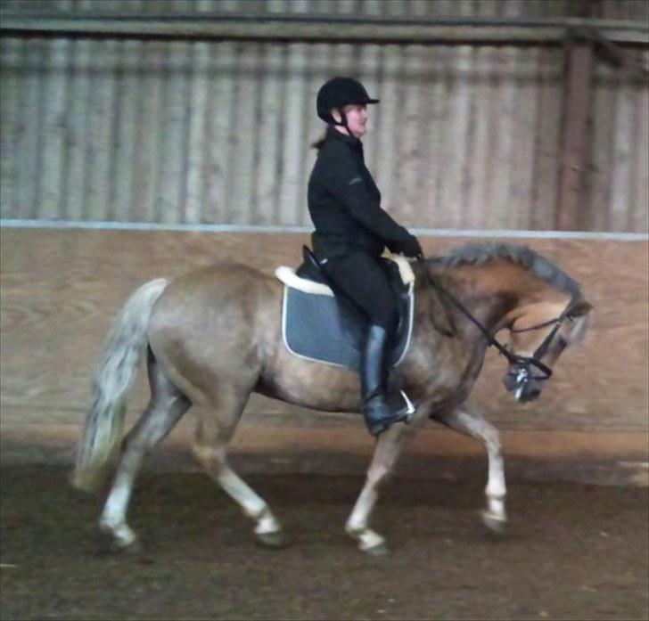 Haflinger Grey Star billede 17