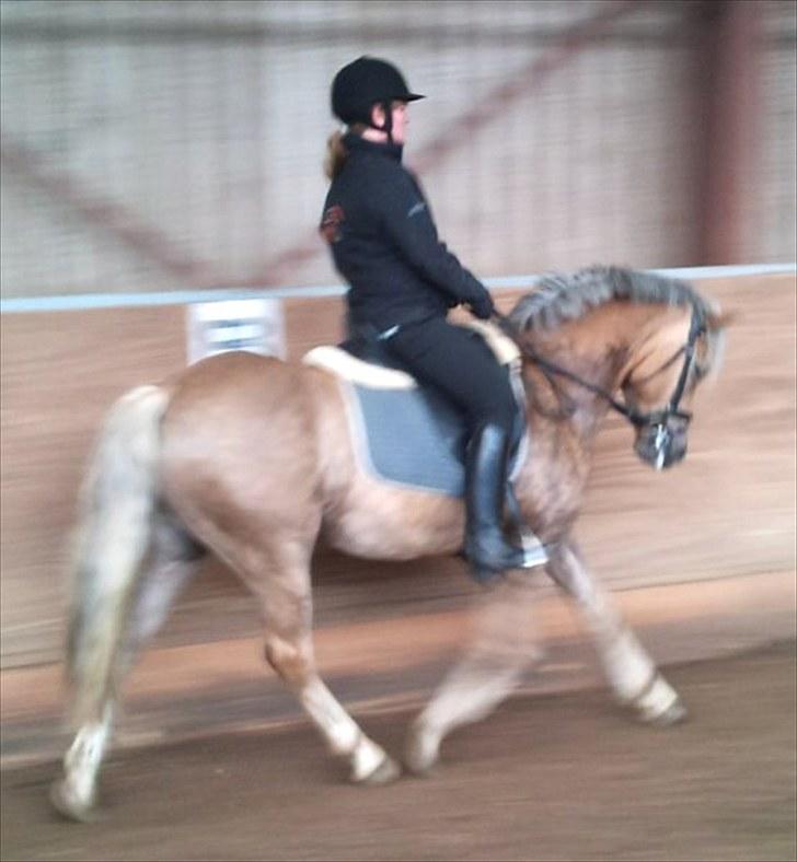 Haflinger Grey Star billede 18