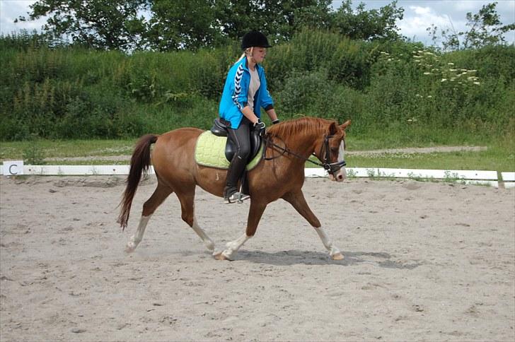 Phønix AM - Ally og Phønix . På shieksgård Juli 2010 billede 76