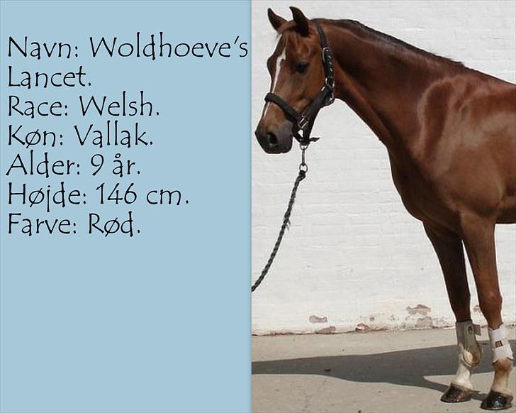 De salgsponyer jeg har prøvet :-) - tidligere GÆTTEKONKURRENCE; LUKKET!  billede 14