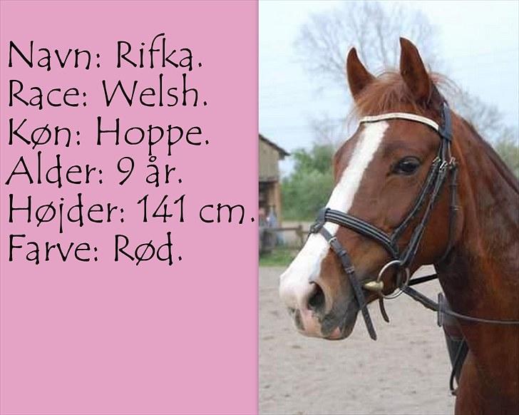 De salgsponyer jeg har prøvet :-) - tidligere GÆTTEKONKURRENCE; LUKKET!  billede 11