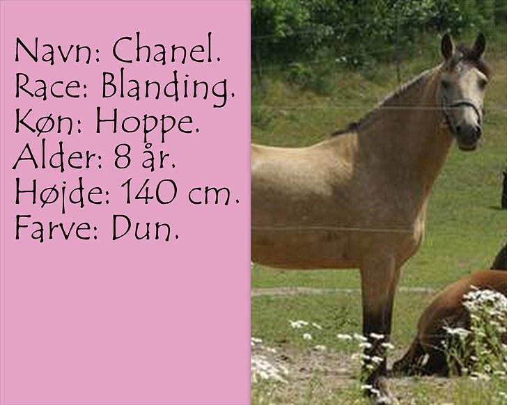 De salgsponyer jeg har prøvet :-) - tidligere GÆTTEKONKURRENCE; LUKKET!  billede 3