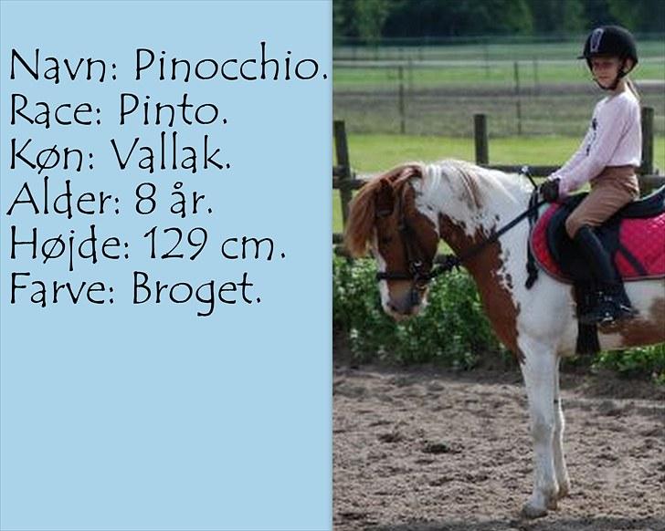 De salgsponyer jeg har prøvet :-) - tidligere GÆTTEKONKURRENCE; LUKKET!  - Dette er ikke mig der rider! billede 10