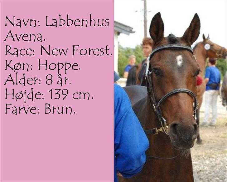 De salgsponyer jeg har prøvet :-) - tidligere GÆTTEKONKURRENCE; LUKKET!  billede 7