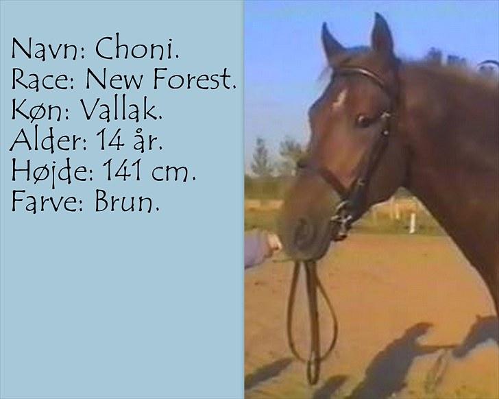 De salgsponyer jeg har prøvet :-) - tidligere GÆTTEKONKURRENCE; LUKKET!  billede 4