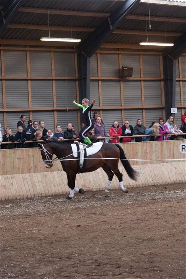 Voltigering <3 - Mig stand, i hvidovre <3 billede 34