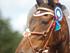 Hulehøj's Copenhagen Horseshow 2010