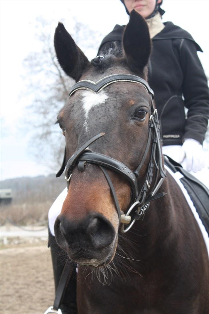 Dronninglund stævne (DRLR) 1 april billede 13