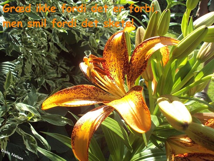 Søde citater og søde billeder (; - Blomst! billede 4