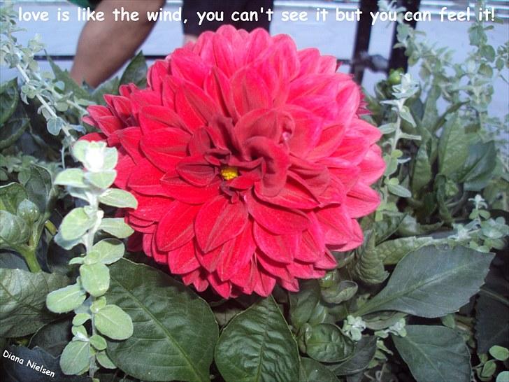 Søde citater og søde billeder (; - Blomst i Tivoli! billede 7