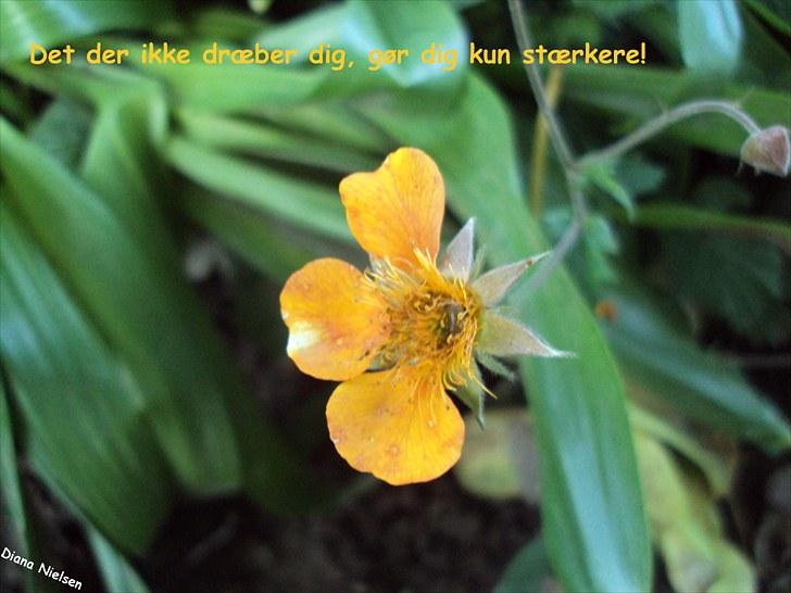 Søde citater og søde billeder (; - Halvdød blomst billede 11