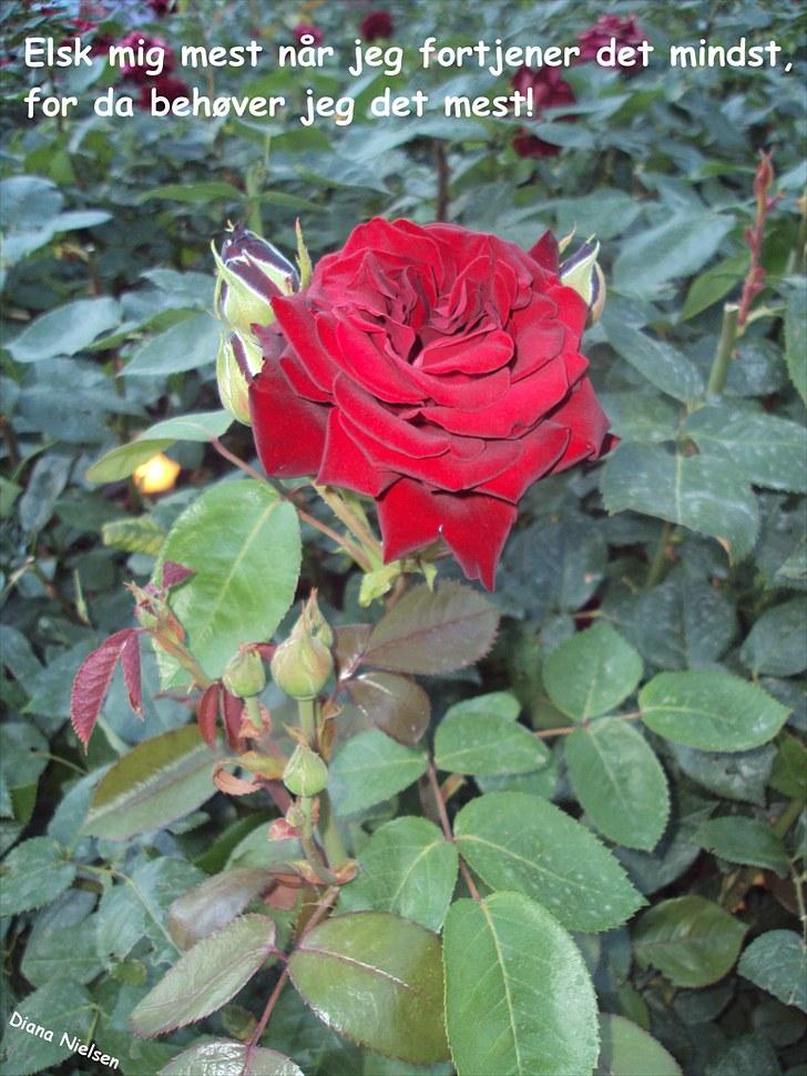 Søde citater og søde billeder (; - Rose, taget i Tivoli! billede 13