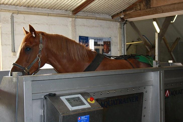 Jimmy i hest i vand, på vandbånd, og på fold. billede 1