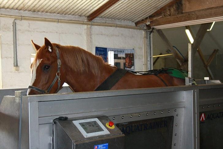 Jimmy i hest i vand, på vandbånd, og på fold. billede 2