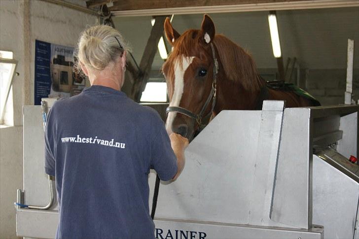 Jimmy i hest i vand, på vandbånd, og på fold. billede 3
