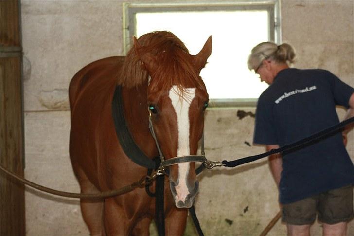 Jimmy i hest i vand, på vandbånd, og på fold. billede 4